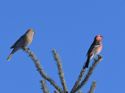 Pine Grosbeaks