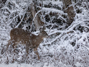 Enjoying Winter's Pleasures