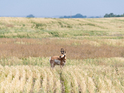 Rolling Fields