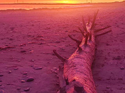 Nature's Morning Motivation 