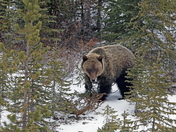 Late Season Grizzly