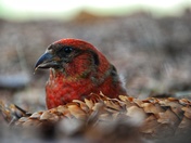 Red Crossbill snacking