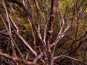 Mystical Autumn Tree 