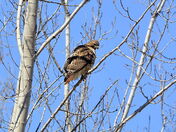 Fluffed up for Winter