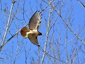 Fluffed up for Winter