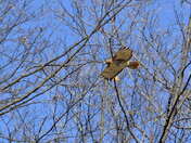 Navigating the tree tops to open skies