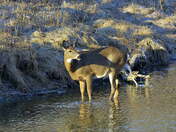 Long morning shadows