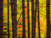 Autumn cage 