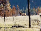 Elk 