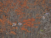 Two Mallard Duck couples in the air.