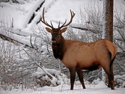 Wintertime Elk