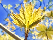 Spring Maple Rising