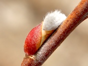 The First Softness of Spring