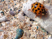 Sunbathing Ladybug