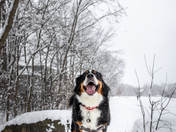 Snowstorm fun