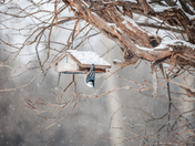 Ottawa "Snow" birds