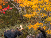 Moose Family at Algonquin Park