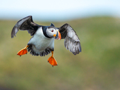 Puffin Gliding