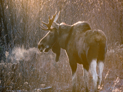 Morning Moose