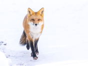 Red Fox, December 7, 2021
