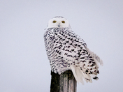 Snowy Owl First of the Season, December 1, 2021