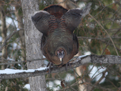 Grouse Turkey 