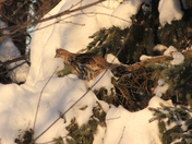 Grouse Turkey 