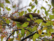 Grouse Turkey 