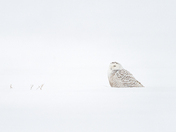 Sleepy Snowy Owl
