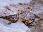 Great Horned Owl Territorial Combat