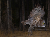 Great Gray Owl on the hunt. 