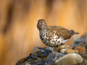 Spotted Sandpiper