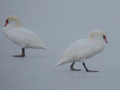Mute swans on thin ice in Cootes Paradise.