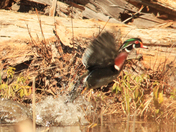 Ducks 