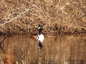 Ducks 