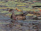 Ducks 