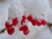 Fresh snow