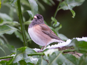Oregon dark-eyed juncos