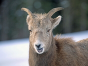 Bighorn Lamb