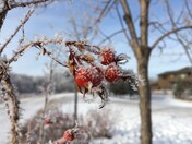 Frosty Rose Hip