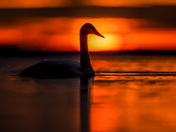 Swan at Sunrise