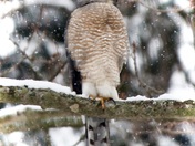 Cooper's Hawk