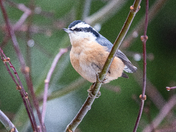 Red-breasted Nuthatch