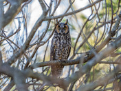 Long Eared Owl