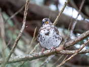 Leucistic Sooty Fox Sparrow