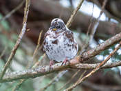 Leucistic Sooty Fox Sparrow
