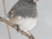Junco in Snow