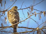 Looking over the shoulder