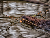 beaver swimming with tree twigs