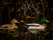 Mallards in Autumn